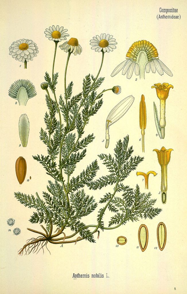 botanical image of chamomile