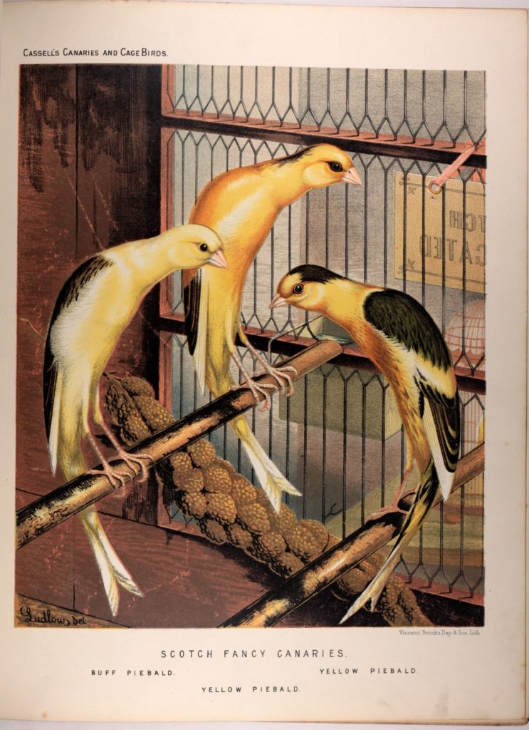 19th century painting of canaries